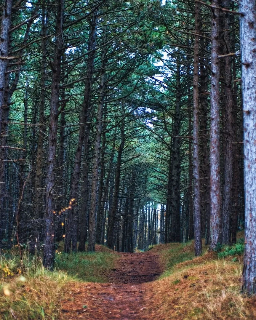 A dirt path winding through a dense forest of tall pine trees.