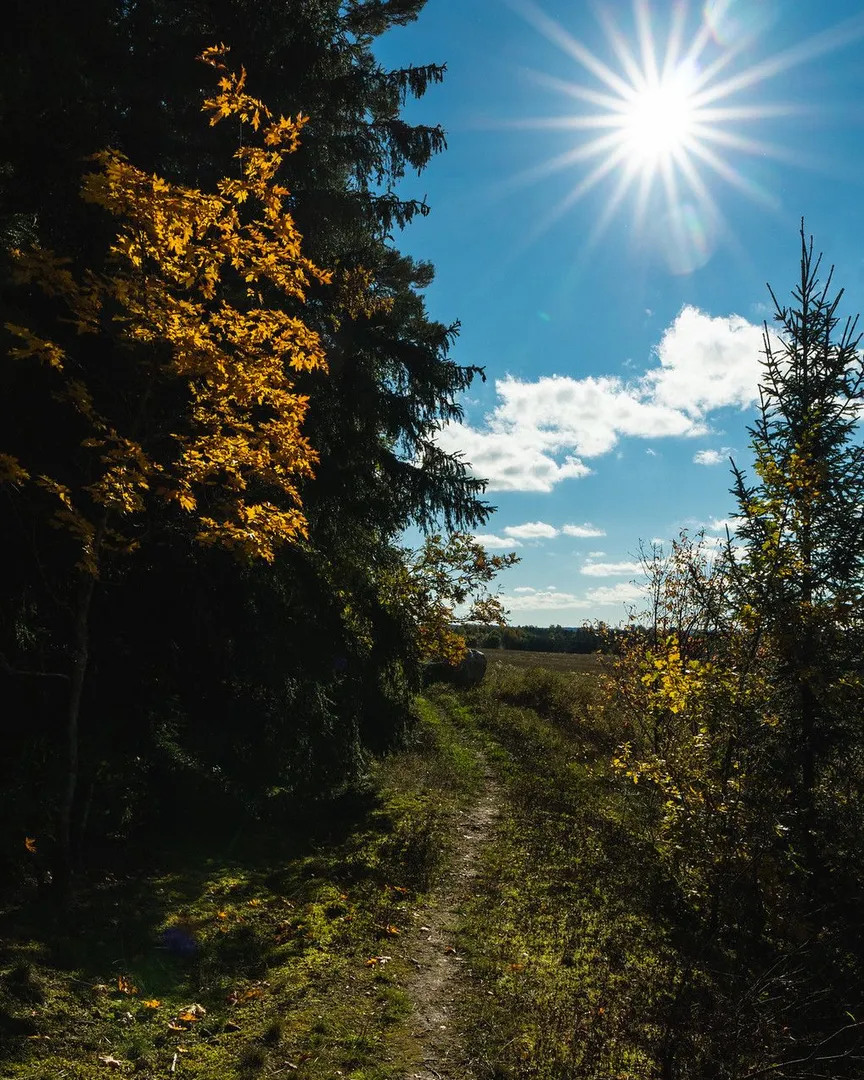 A sunny dirt path through a forest with autumn leaves and a bright sunburst.