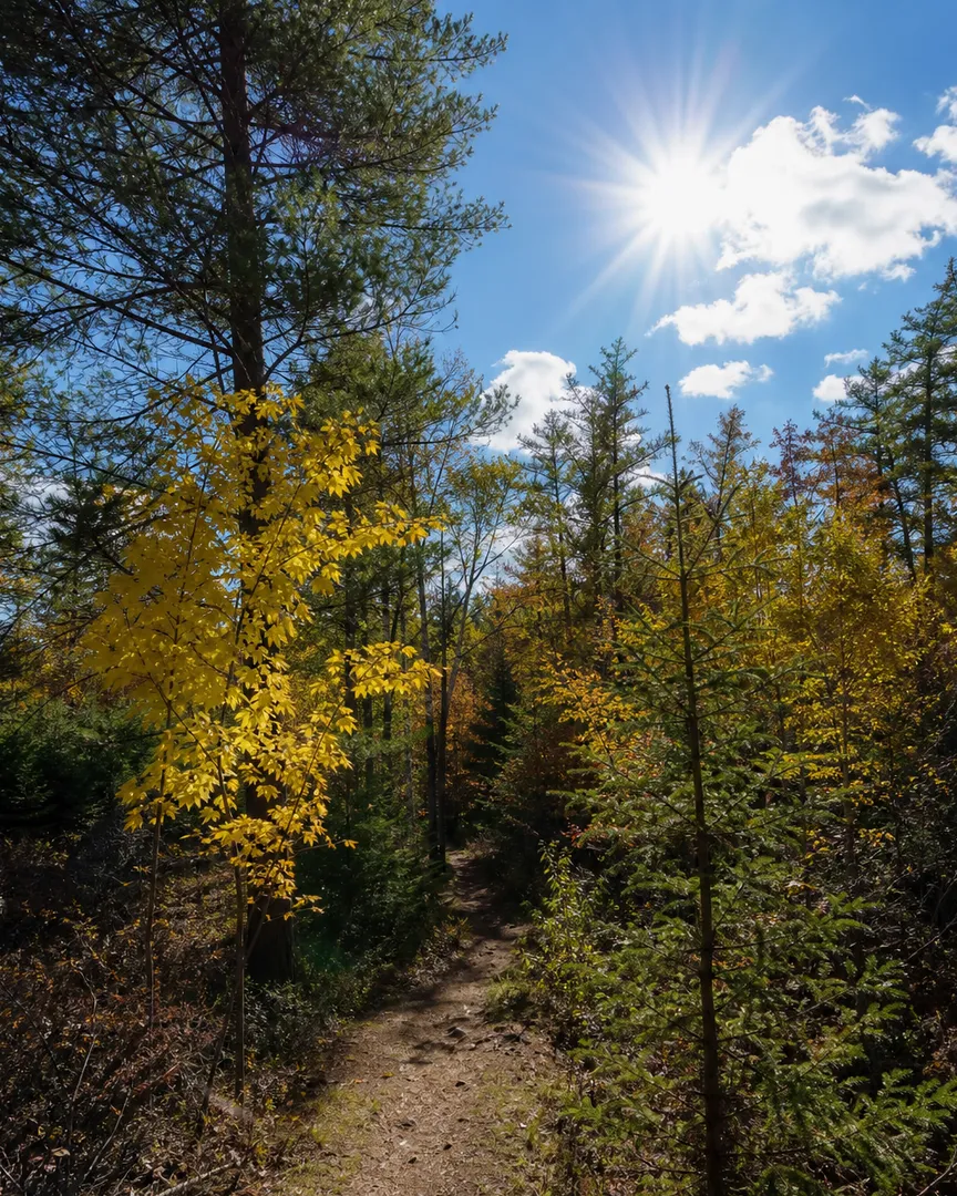A dirt path winding through a sunny forest with yellow and green autumn trees.