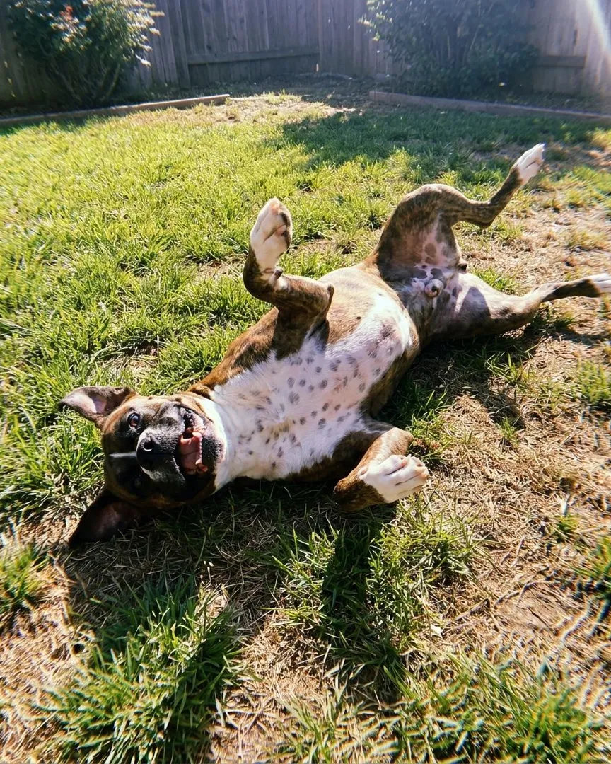 A brindle and white dog lying on its back in a grassy yard under sunlight.