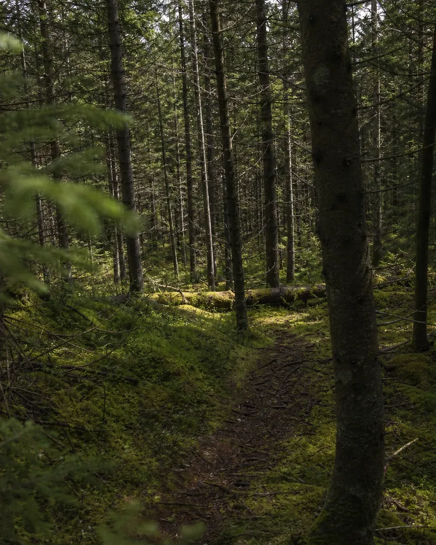 A narrow dirt path winding through a dense, mossy pine forest with tall trees.
